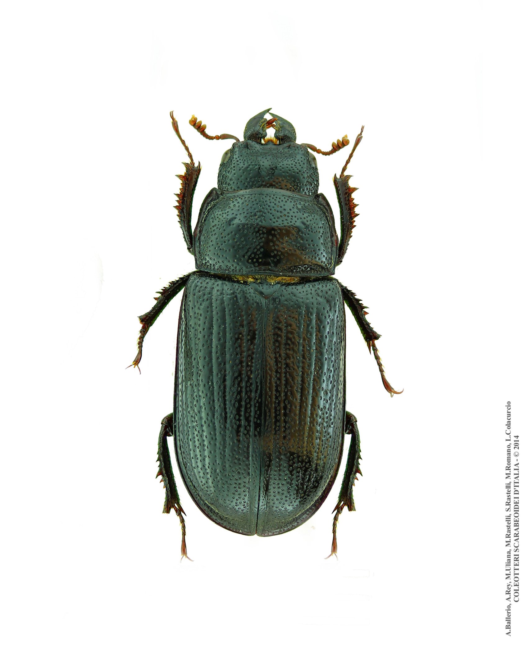 Ceruchus chrysomelinus, femmina